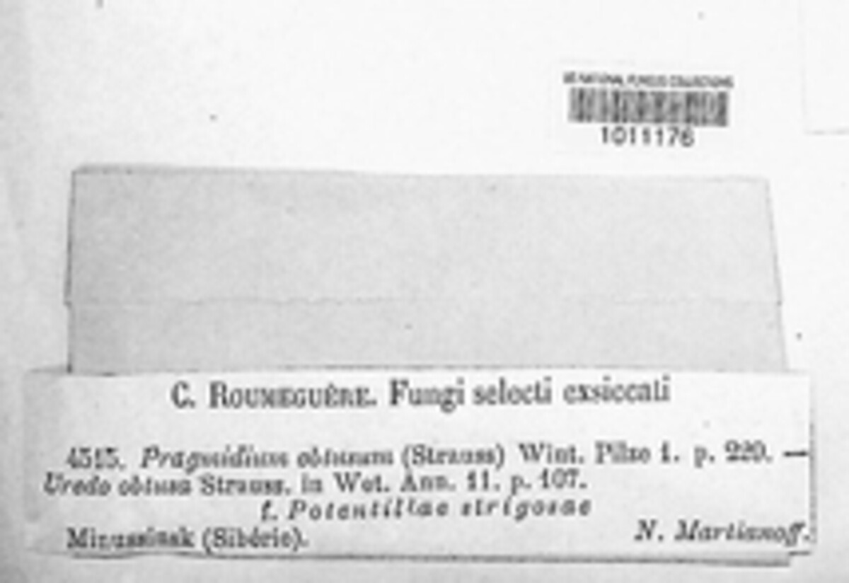 Phragmidium fragariae image